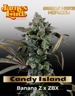 Candy Island Feminized Seeds (space) James Loud Genetics