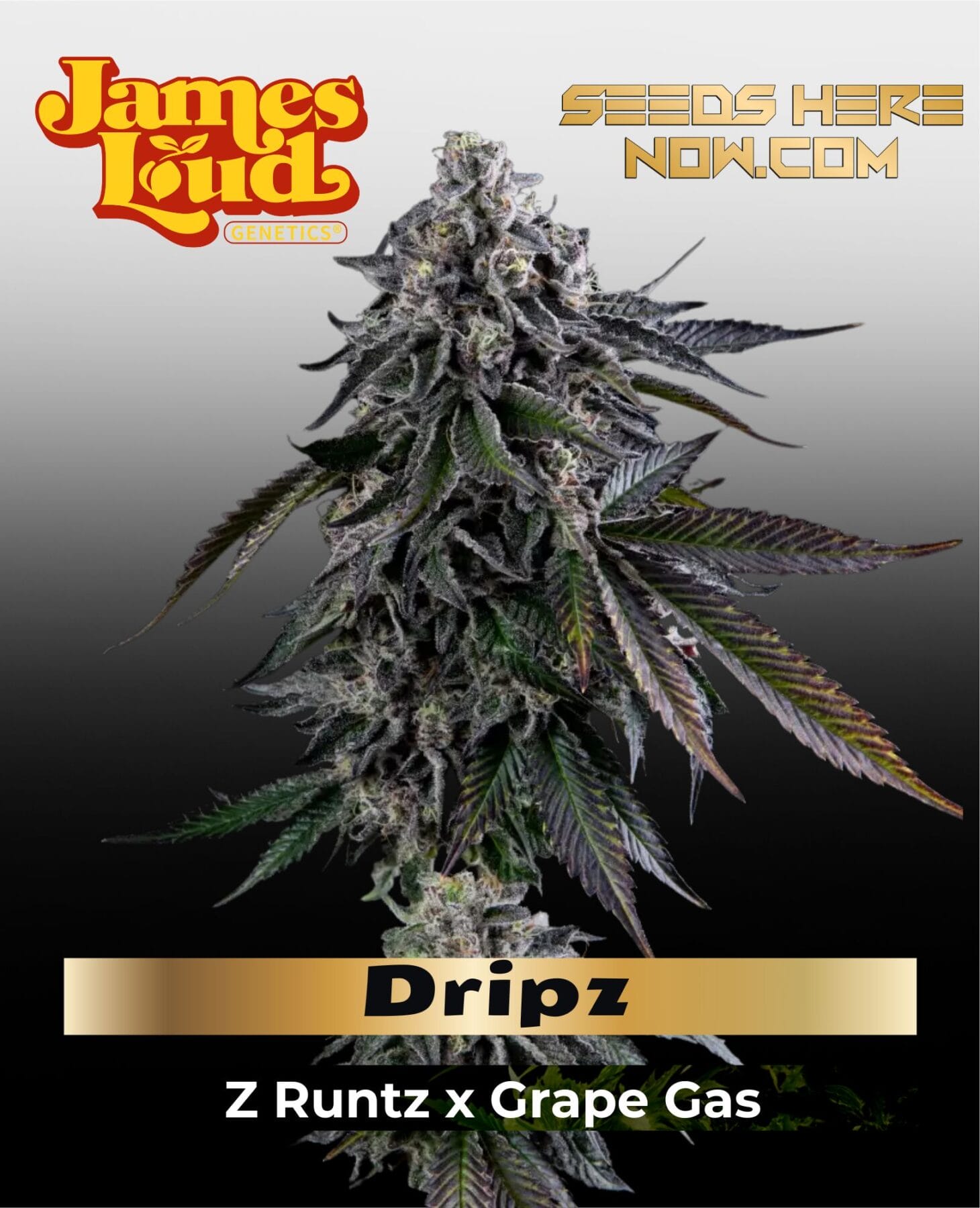 Dripz Feminized Seeds - James Loud Genetics