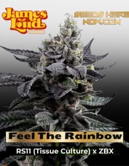 Feel The Rainbow Feminized Seeds (space) James Loud Genetics