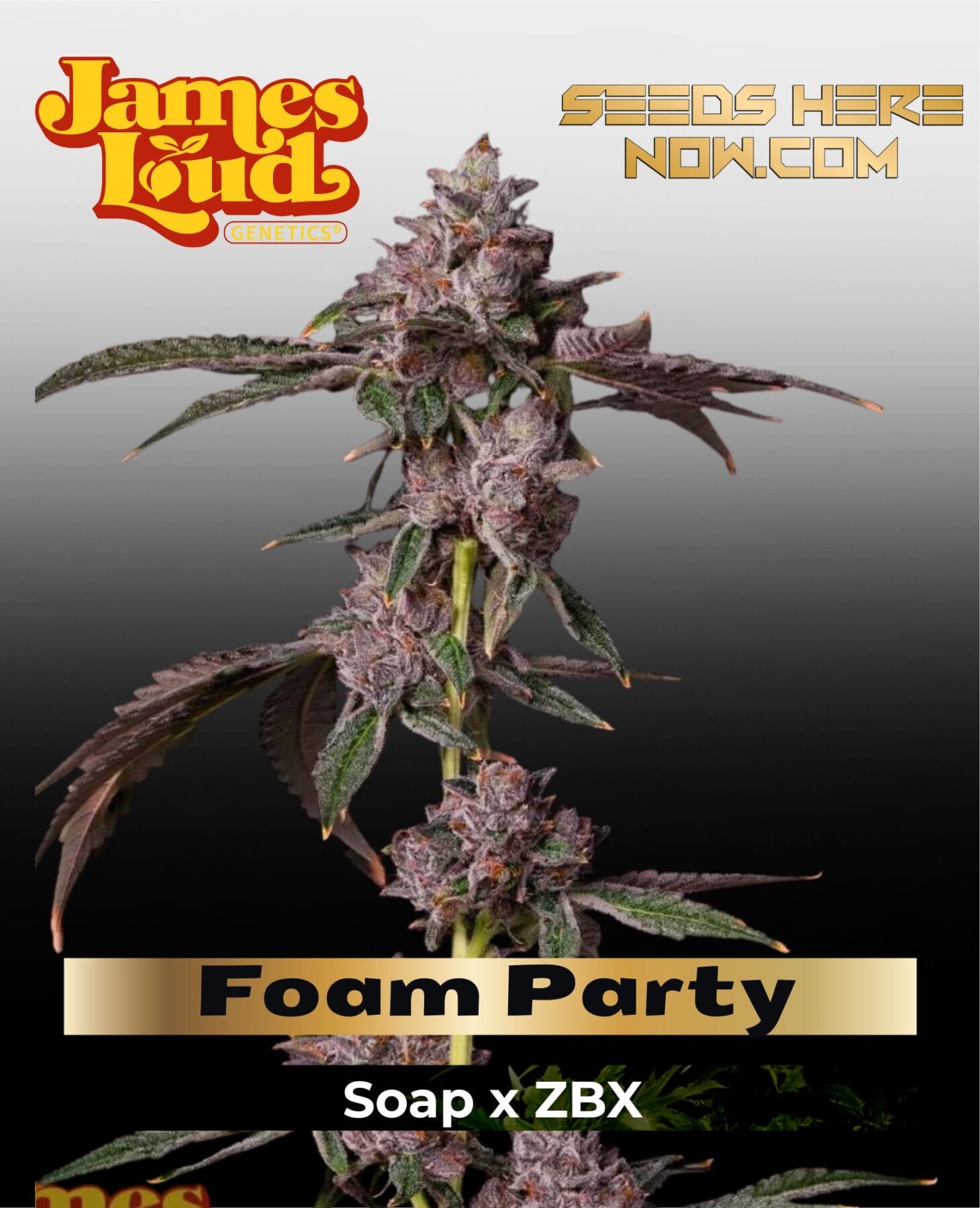 Foam Party Feminized Seeds - James Loud Genetics