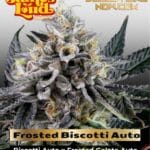 Frosted Biscotti Auto (Feminized) - James Loud Genetics