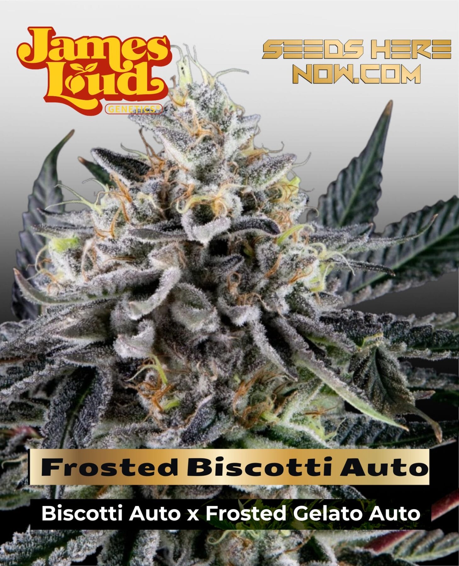 Frosted Biscotti Auto Feminized Seeds - James Loud Genetics