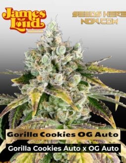 Gorilla Cookies OG Auto Feminized Seeds (space) James Loud Genetics