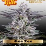 Gee Zee (Feminized) - James Loud Genetics