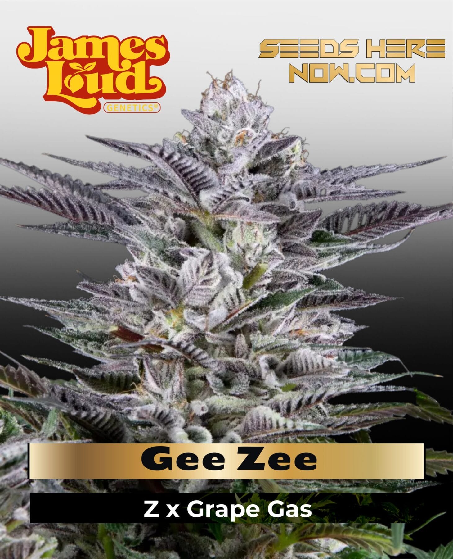 Gee Zee Feminized Seeds - James Loud Genetics