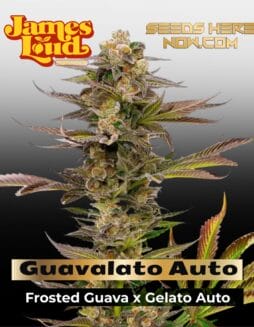 Guavalato Auto Feminized Seeds (space) James Loud Genetics
