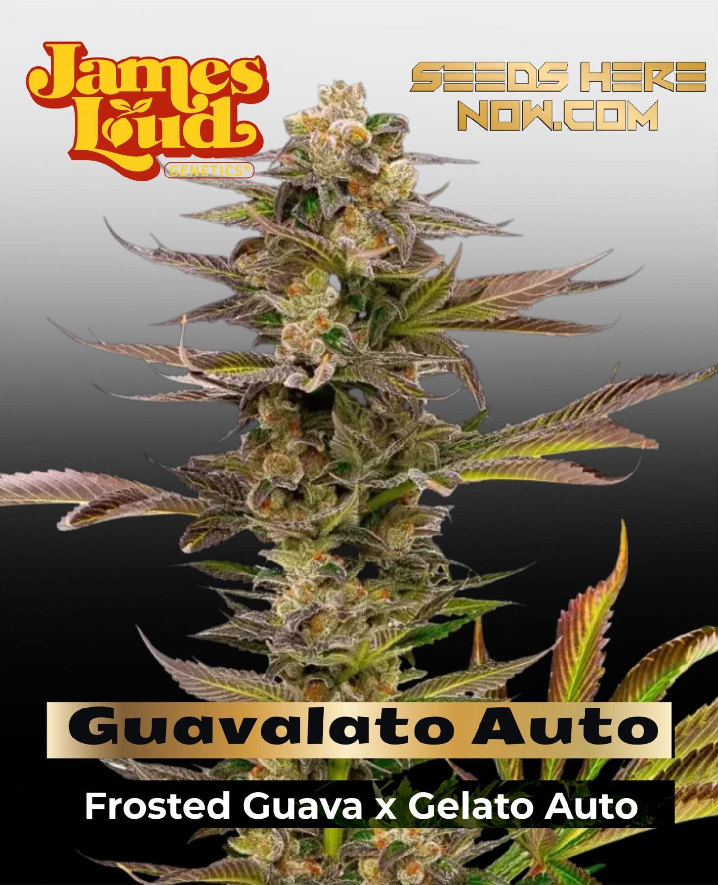 Guavalato Auto Feminized Seeds - James Loud Genetics