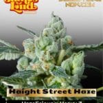 Haight Street Haze (Feminized) - James Loud Genetics