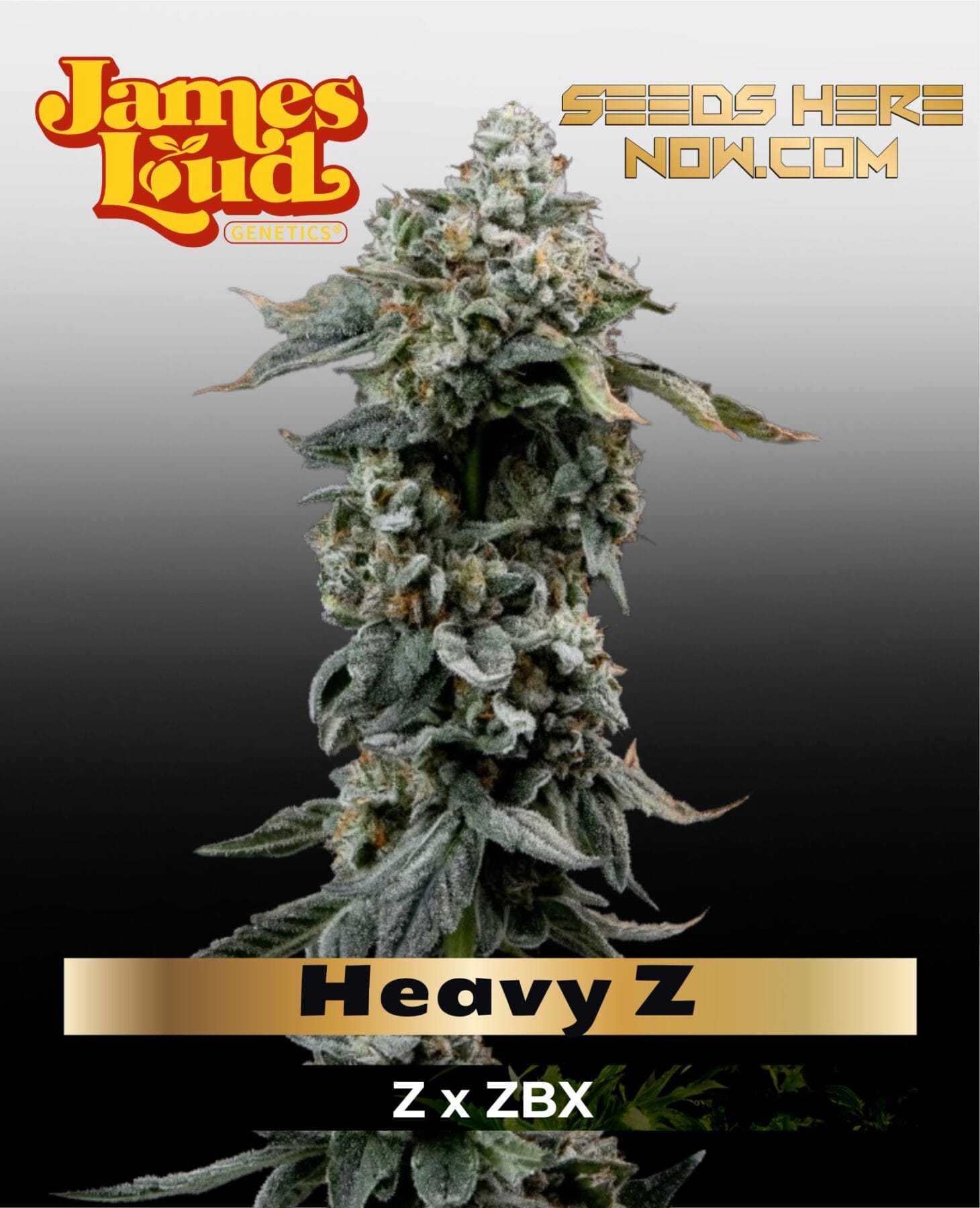 Heavy Z Feminized Seeds - James Loud Genetics