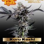 Kuru Kashi (Ltd. Release) (Feminized) - James Loud Genetics