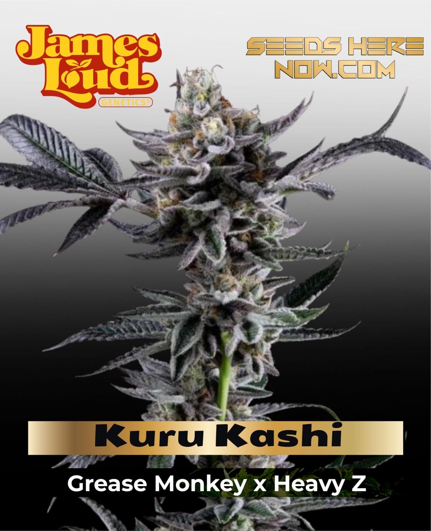 Kuru Kashi (Ltd. Release) Feminized Seeds - James Loud Genetics