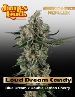 Loud Dream Candy Feminized Seeds (space) James Loud Genetics