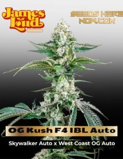 OG Kush F4 IBL Auto Feminized Seeds (space) James Loud Genetics