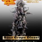 Sour Grape Diesel (Feminized) - James Loud Genetics