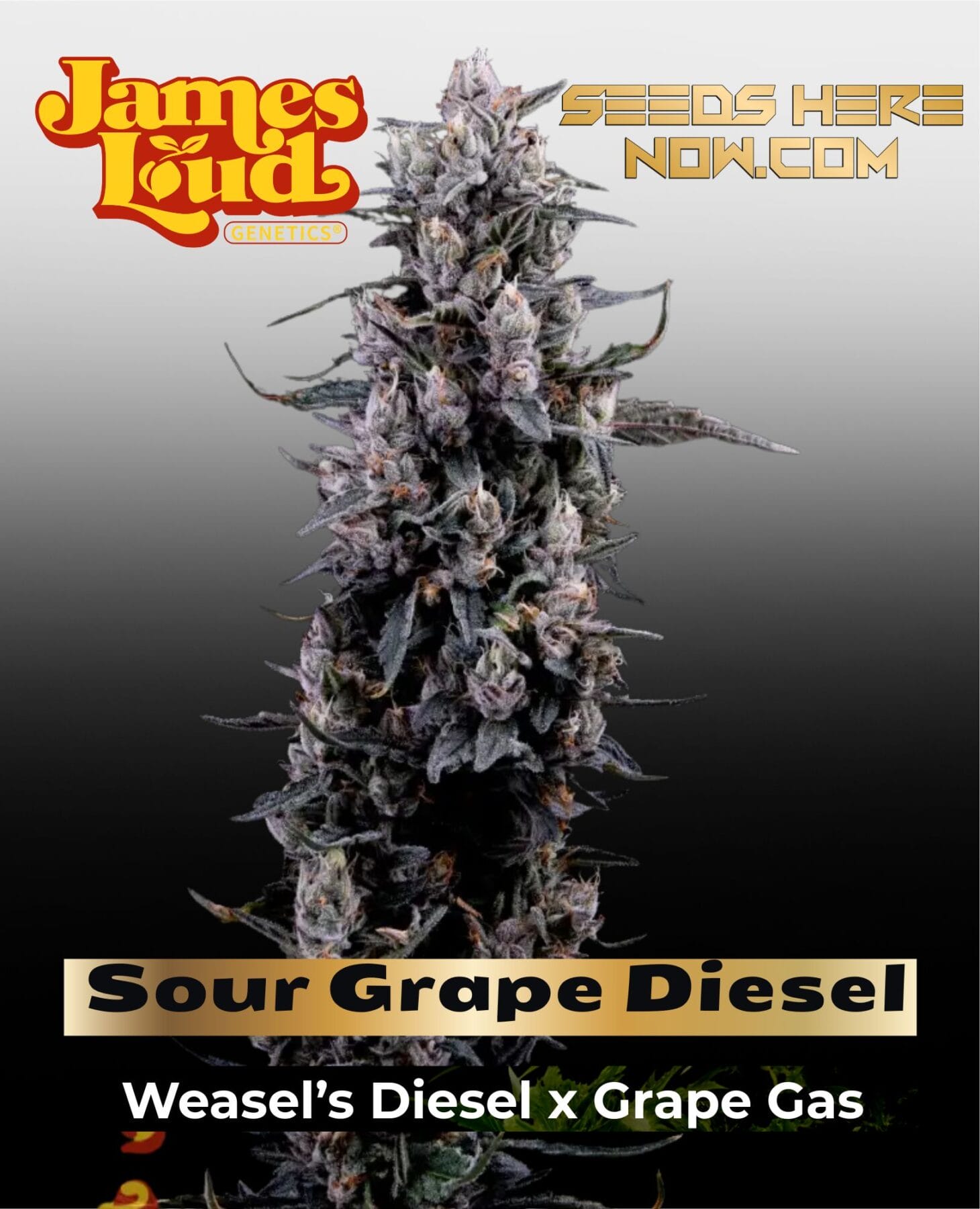 Sour Grape Diesel Feminized Seeds - James Loud Genetics