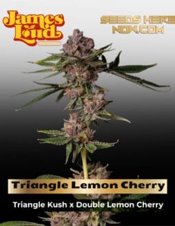Triangle Lemon Cherry Feminized (space) James Loud Genetics