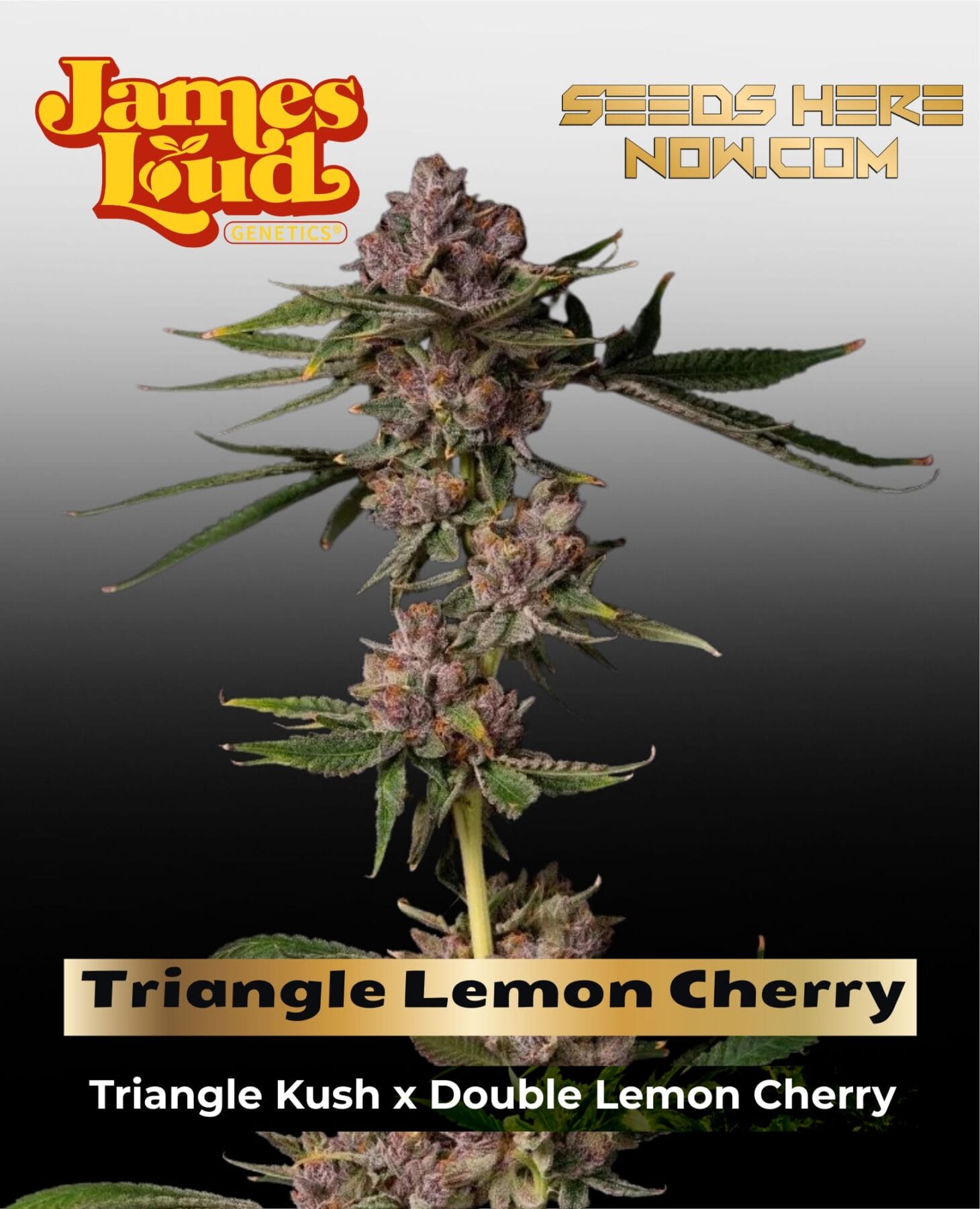 Triangle Lemon Cherry Feminized - James Loud Genetics