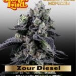 Zour Diesel (Feminized) - James Loud Genetics