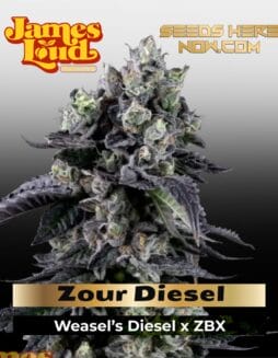 Zour Diesel Feminized Seeds (space) James Loud Genetics