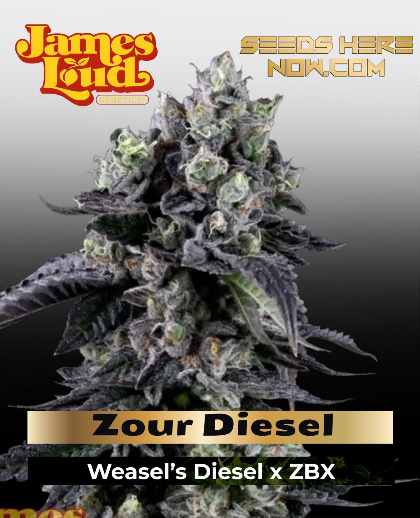 Zour Diesel Feminized Seeds - James Loud Genetics