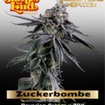 Zuckerbombe (Feminized) - James Loud Genetics