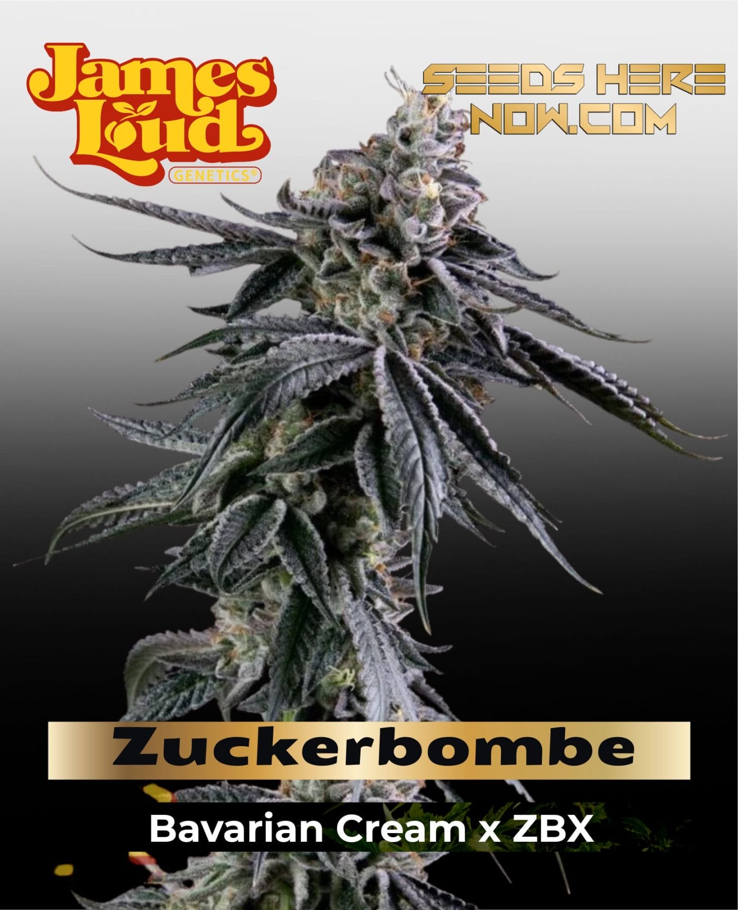 Zuckerbombe Feminized Seeds - James Loud Genetics