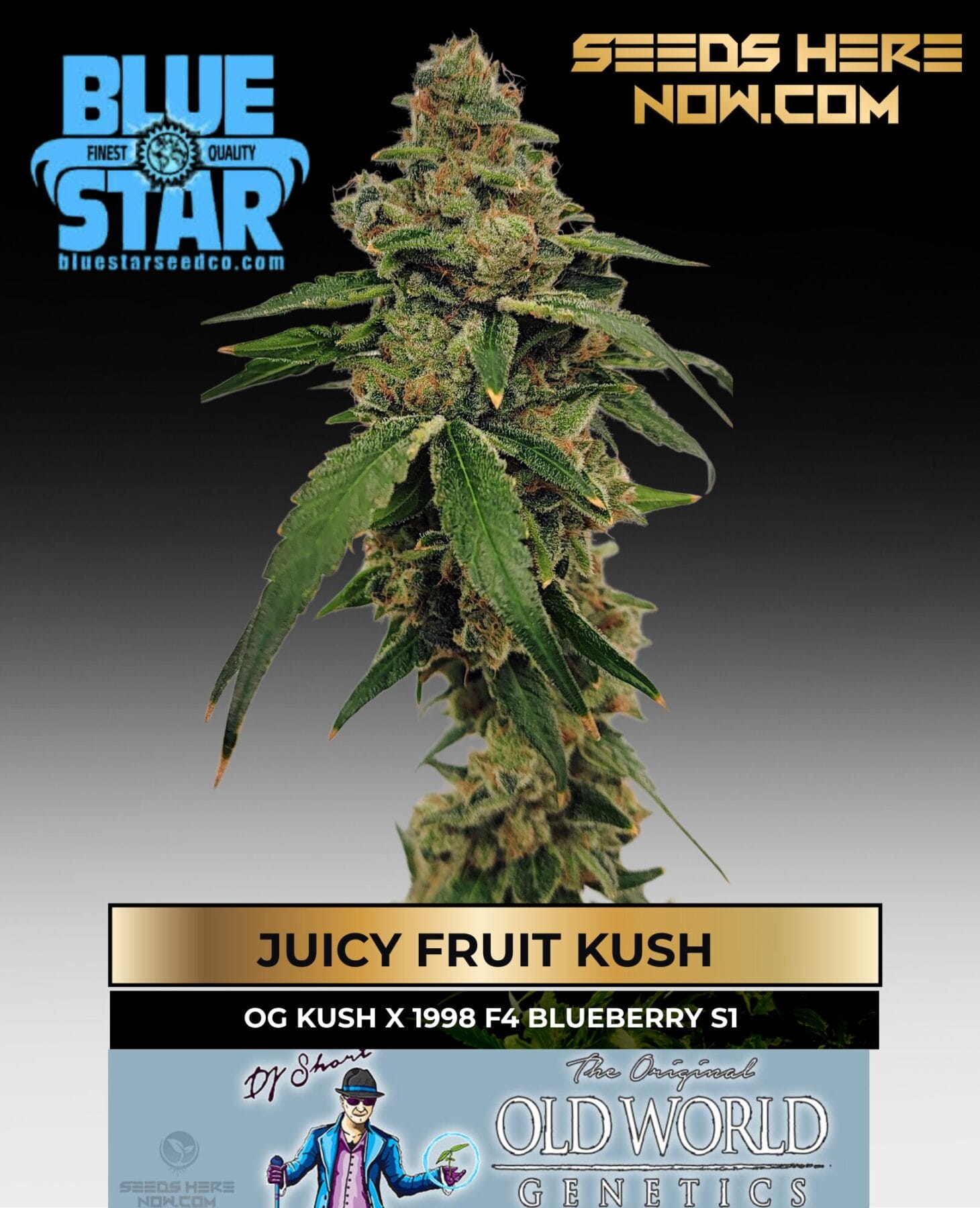 Juicy Fruit Kush feminized cannabis seeds by DJ Short