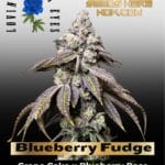 Blueberry Fudge Feminized Seeds - Lovin In Her Eyes
