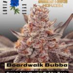 Boardwalk Bubba (Feminized) - Lovin In Her Eyes