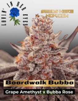 Boardwalk Bubba Feminized Seeds (space) Lovin In Her Eyes
