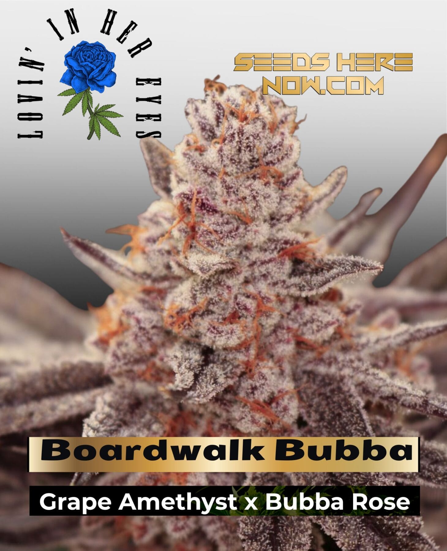 Boardwalk Bubba Feminized Seeds - Lovin In Her Eyes