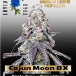 Cajun Moon BX (Feminized) - Lovin In Her Eyes