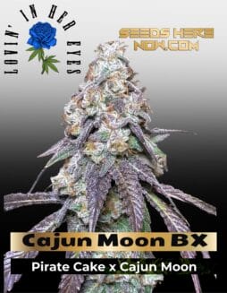 Cajun Moon BX Feminized Seeds (space) Lovin In Her Eyes