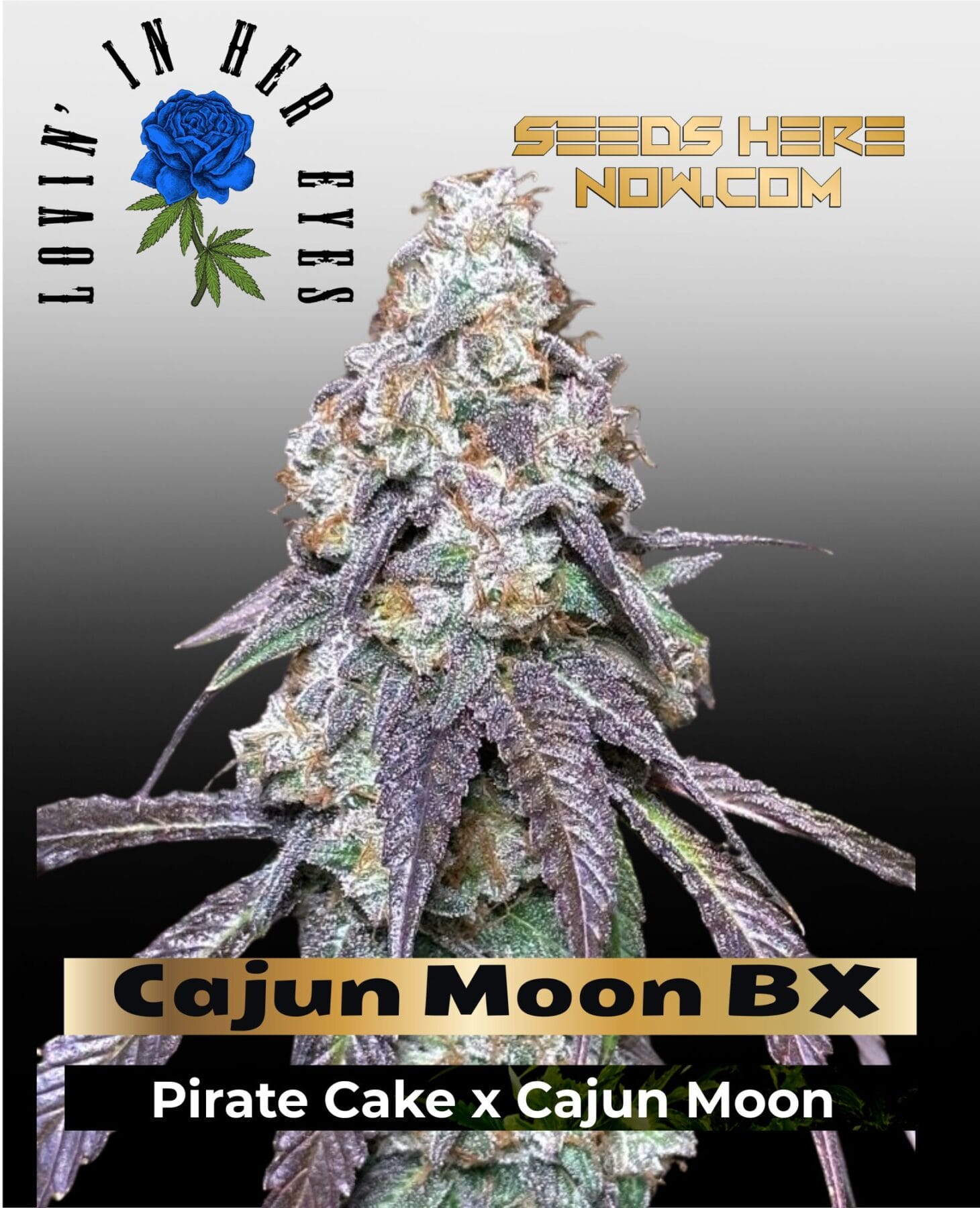 Cajun Moon BX Feminized Seeds - Lovin In Her Eyes