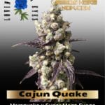 Cajun Quake (Feminized) - Lovin In Her Eyes