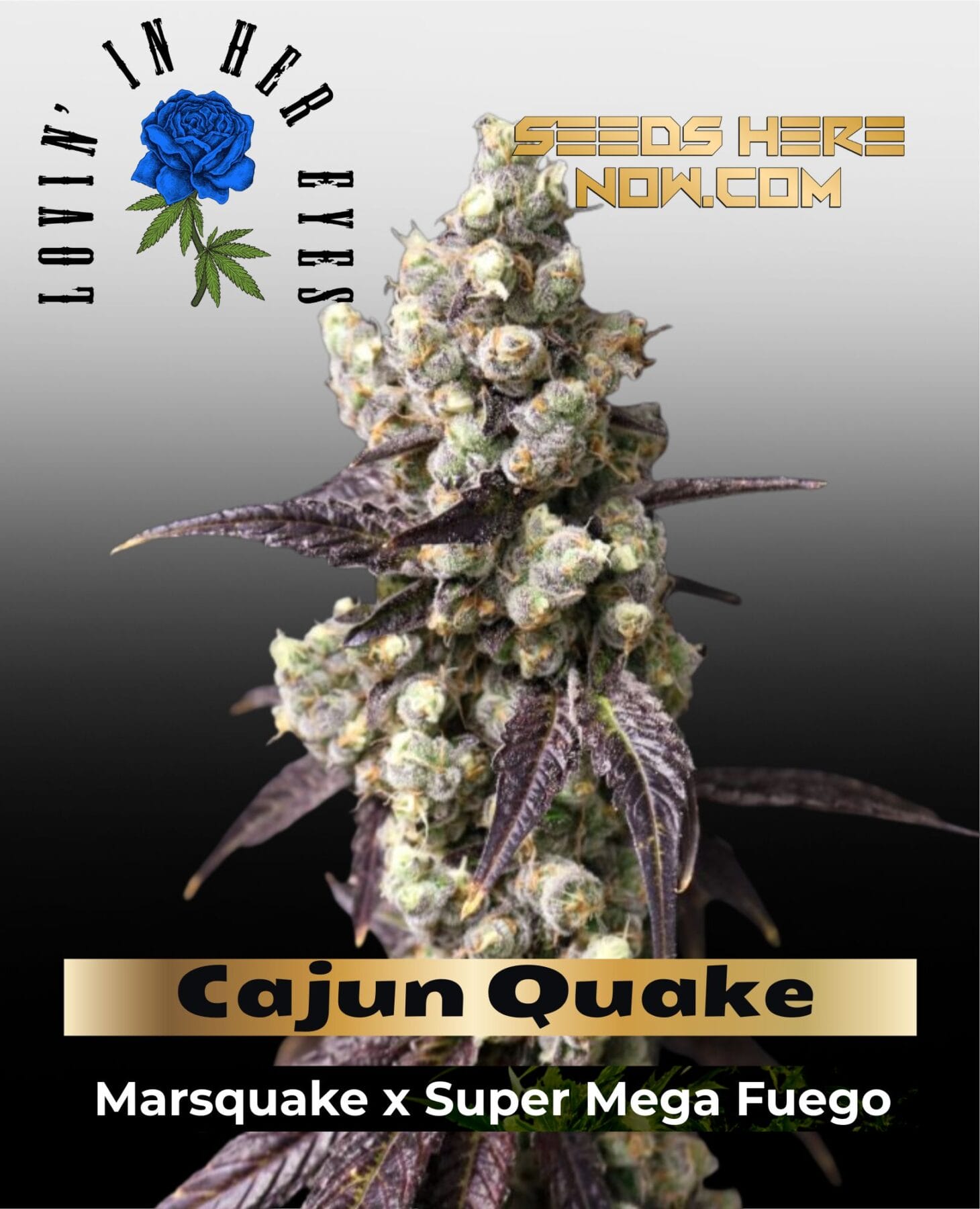 Cajun Quake Feminized Seeds - Lovin In Her Eyes
