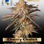 Cherry Chalet (Feminized) - Lovin In Her Eyes