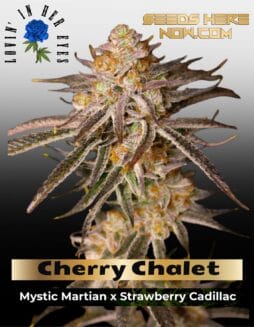 Cherry Chalet Feminized Seeds (space) Lovin In Her Eyes