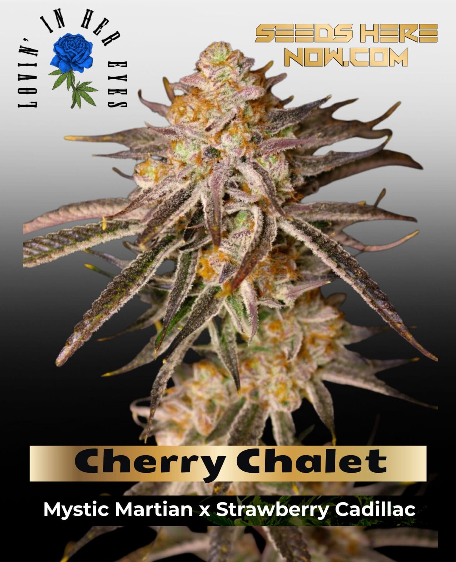 Cherry Chalet Feminized Seeds - Lovin In Her Eyes