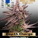 Depth Charge (Feminized) - Lovin In Her Eyes