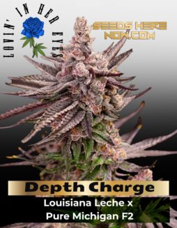 Depth Charge Feminized Seeds (space) Lovin In Her Eyes