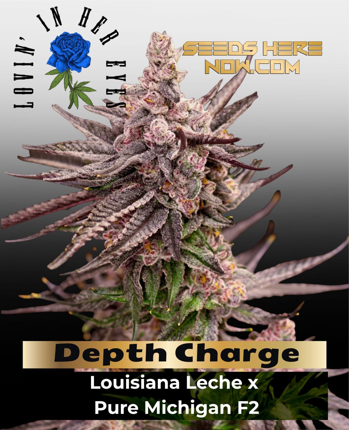 Depth Charge seeds feminized by Lovin In Her Eyes – Louisiana Leche x Pure Michigan F2