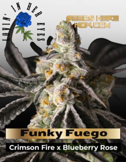 Funky Fuego Feminized Seeds (space) Lovin In Her Eyes