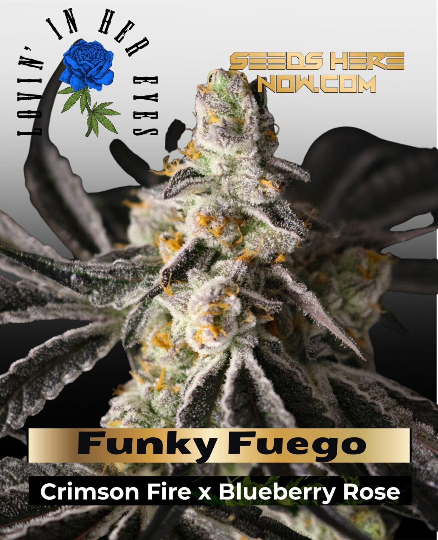Funky Fuego Feminized Seeds - Lovin In Her Eyes