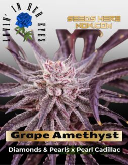 Grape Amethyst Feminized Seeds (space) Lovin In Her Eyes