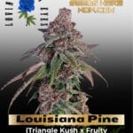 Louisiana Pine (Feminized) - Lovin In Her Eyes