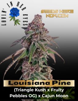 Louisiana Pine Feminized Seeds (space) Lovin In Her Eyes