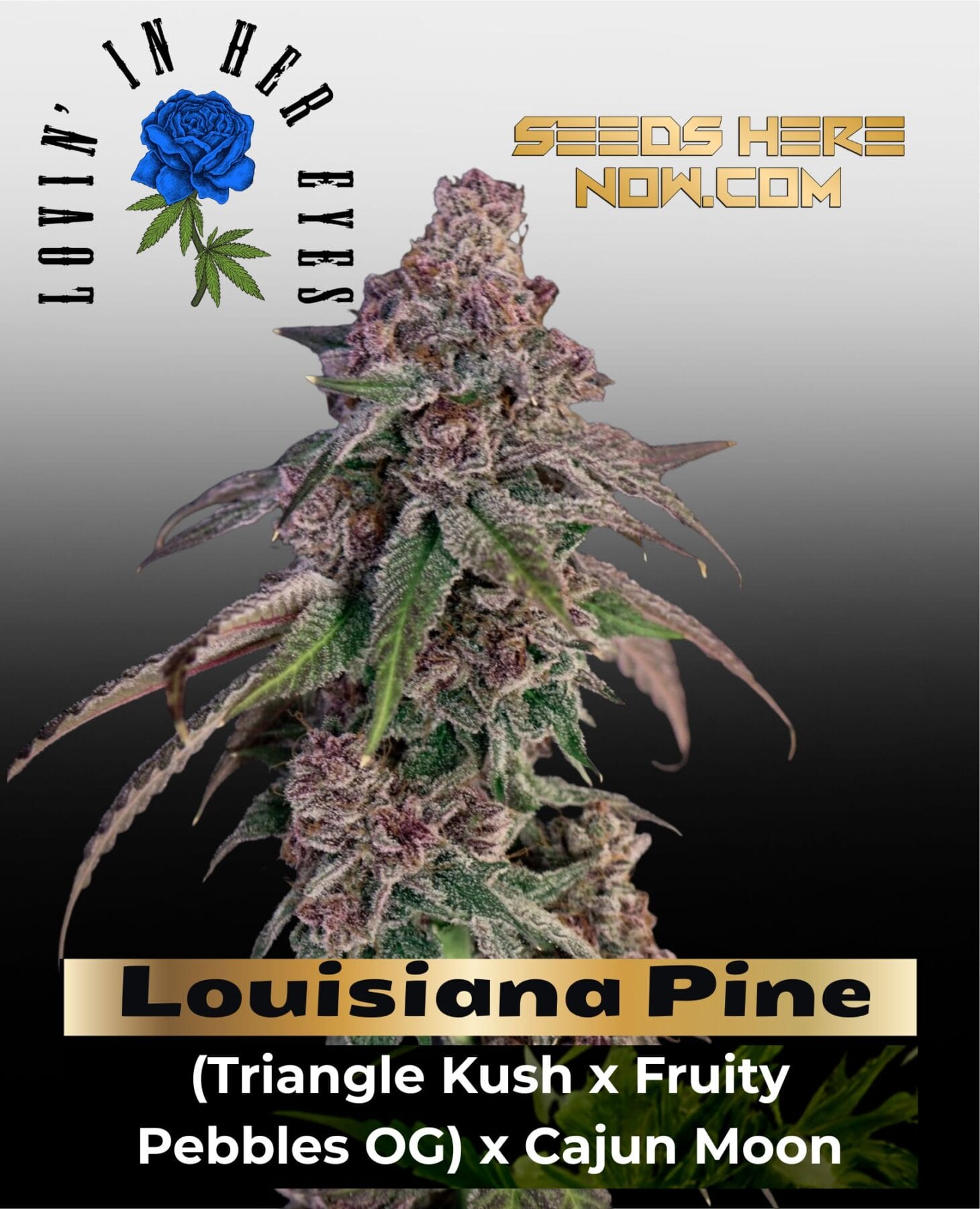 Louisiana Pine Feminized Seeds - Lovin In Her Eyes