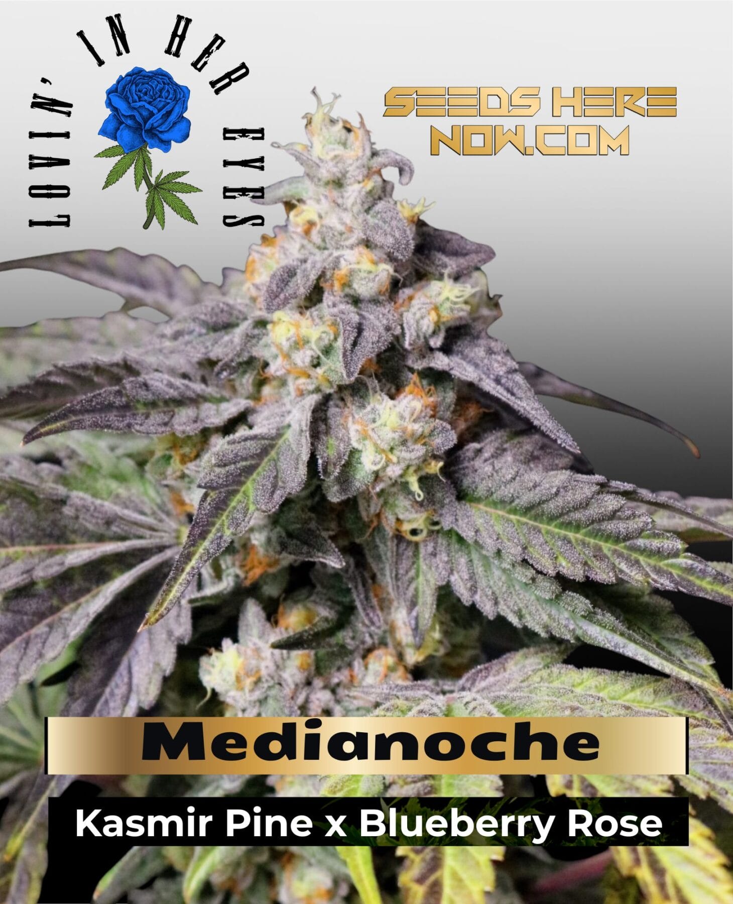 Medianoche Feminized Seeds - Lovin In Her Eyes