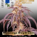 Moonage Daydream Feminized Seeds - Lovin In Her Eyes